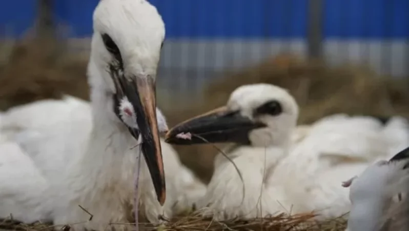 Photos: Zoo to Care for Rescued Stork Chicks