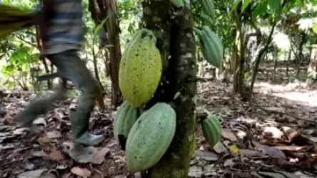 Mars-ը, Nestlé-ն և Hershey-ն կկանգնեն դատարանի առաջ երեխաների ստրկության մեղադրանքով. The Guardian