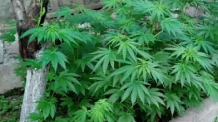 Թալինի ոստիկանները ապօրինի թմրաշրջանառության դեպք են բացահայտել