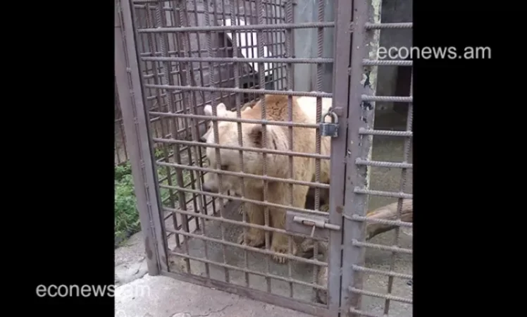 «Տաշիր կաթ» գործարանում 10 տարի շարունակ «բանտարկված» արջերը կան