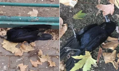 Վայրի թռչունների անկման պատճառը հայտնի է