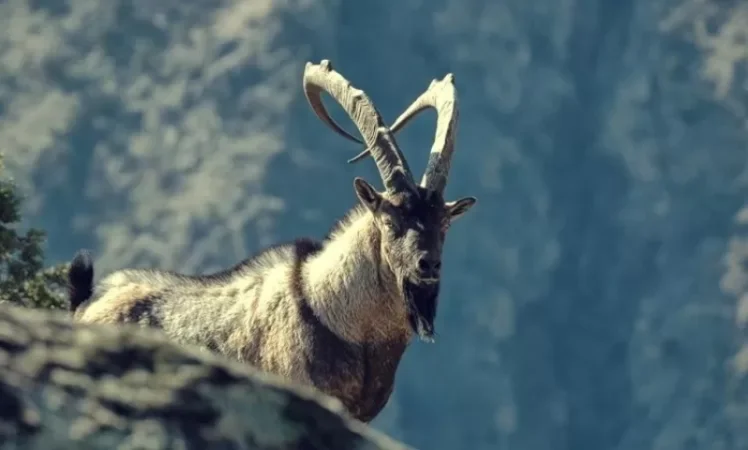 Բեզոարյան այծի որսալու հետևանքով բնությանը հասցվել է 3 մլն դրամի վնաս