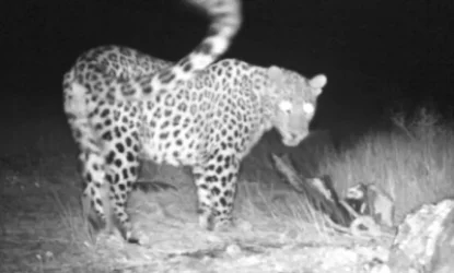 ՏԵՍԱՆՅՈՒԹ․ Ուրցաձորում տեսախցիկները կովկասյան ընձառյուծ են ֆիքսել