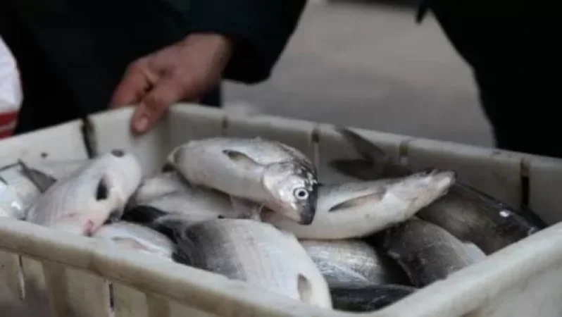 Առաջիկայում կգործարկվի Սևանա լճում սիգի փորձարարական արդյունագործական ձկնորսության լրամշակված կարգը