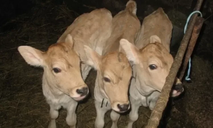 Նոր իշխանությունը ցուցակագրում է գյուղացիների ունեցվածքը. «Ժամանակ»