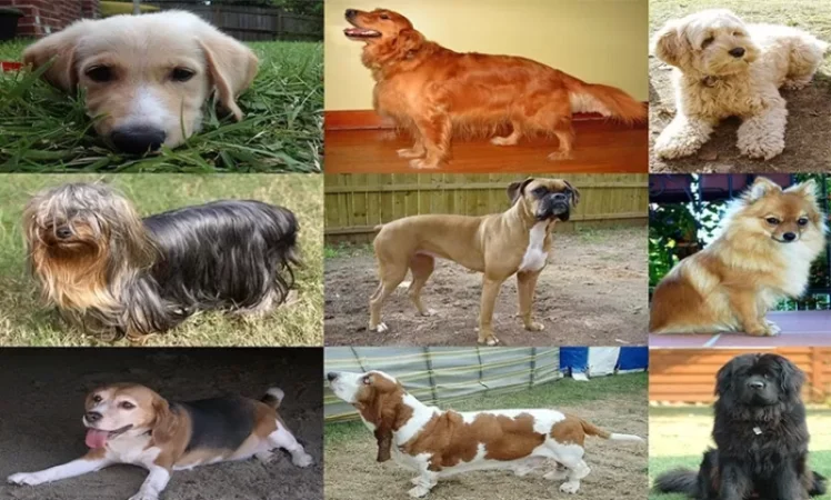 Տնային կենդանիներ պահելու համար պետք է պետական տուրք վճարեք