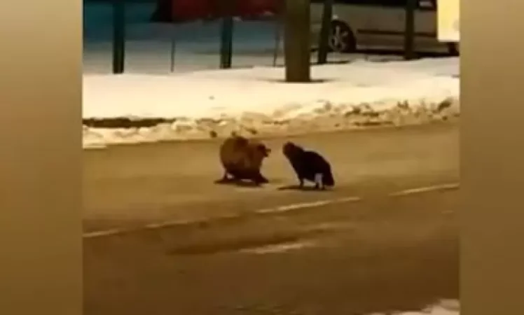 ՏԵՍԱՆՅՈՒԹ․ Կռիվ նրբերշիկի համար