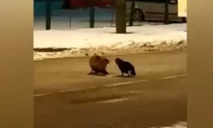 ՏԵՍԱՆՅՈՒԹ․ Կռիվ նրբերշիկի համար