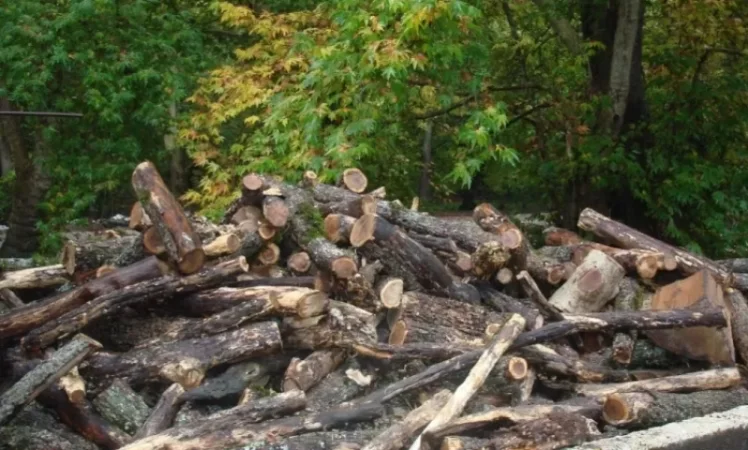 Հատվել է 5455 ծառ. «Հայանտառ»