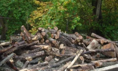 Հատվել է 5455 ծառ. «Հայանտառ»