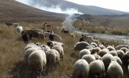 Ոչխար արածեցնելու հարցի շուրջ վեճի ժամանակ քաղաքացին կրակահերթ էր բացել․ մանրամասներ