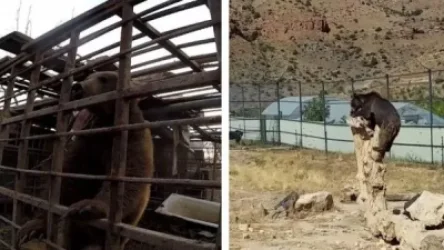 ՏԵՍԱՆՅՈՒԹ. Տարիներ շարունակ շղթայակապ պահված Բալու արջն այսօր երջանիկ է