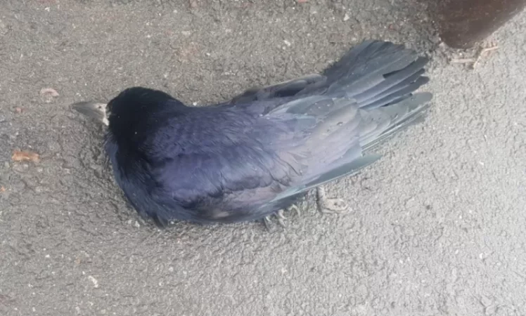 Կրկին թռչունների անկում Երևանում