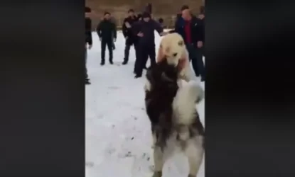 ՏԵՍԱՆՅՈՒԹ 18+․ Արյունալի շնամարտի փաստով նյութեր են նախապատրաստվում