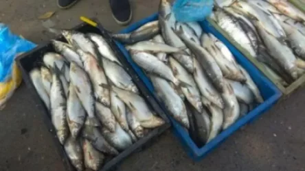 Եղվարդում առգրավել են թվով 69 հատ, ընդհանուր քաշով 31,4 կգ «Սիգ» տեսակի ձուկ