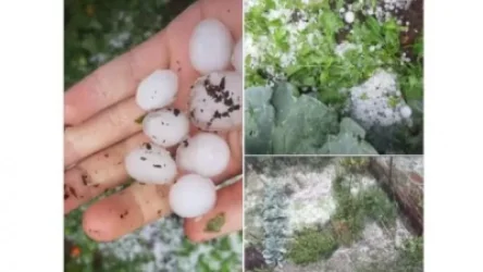 Կարկուտը փչացրել է Տեղ գյուղի բերքն ու բարիքը