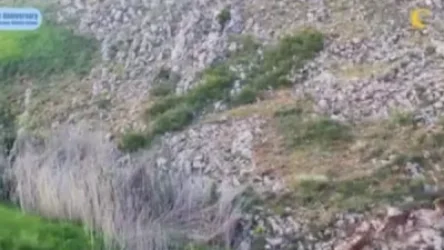 ՏԵՍԱՆՅՈՒԹ. Տեսախցիկը բազմաթիվ բեզոարյան այծեր է ֆիքսել Կովկասյան կենսաբազմազանության ապաստարանում