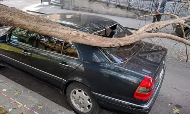 Երևանում ուժգին քամուց ծառը կոտրվել և ընկել է մեքենայի վրա