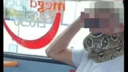 ՏԵՍԱՆՅՈՒԹ. Անգլիայում ավտոբուսի ուղևորը կորոնավիրուսից պաշտպանվելու համար օձ է փաթաթել վզին և այդպես երթևեկել