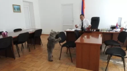 Արջուկը մտել է «Դիլիջան» ազգային պարկի գրասենյակ