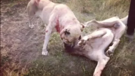 ՏԵՍԱՆՅՈՒԹ. Դաժան և ապօրինի շնամարտ՝ արտակարգ դրության պայմաններում. ահազանգ