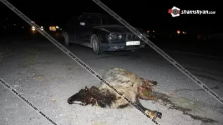 Կոտայքի մարզում BMW-ն մխրճվել է ոչխարի հոտի մեջ