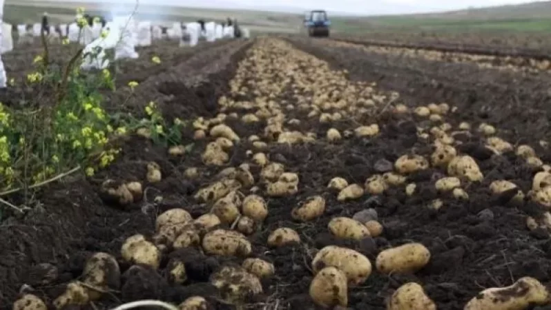 Կարտոֆիլային ողբերգություն. hույսը՝ տեղական շուկան, գինը՝ կրկնակի էժան. «Ժամանակ»