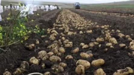 Կարտոֆիլային ողբերգություն. hույսը՝ տեղական շուկան, գինը՝ կրկնակի էժան. «Ժամանակ»