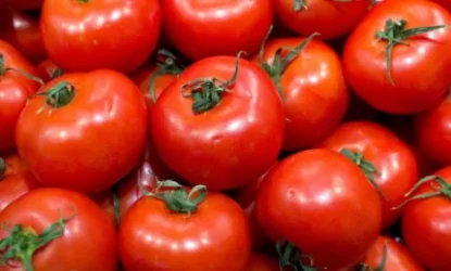 Թուրքական լոլիկը մնո՞ւմ է Հայաստանում, թե՞ վերաարտահանվում է. հետաքրքրվում է պատգամավորը