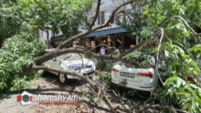 Giant Tree Falls in Yerevan, Damaging BMW, Mitsubishi Pajero, Škoda, and Other Vehicles