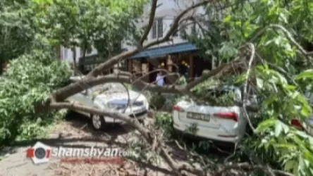 Երևանում հսկայական ծառը կոտրվել ու վնասել է BMW, Mitsubishi Pajero, Škoda և Mitsubishi մակնիշի ավտոմեքենաները