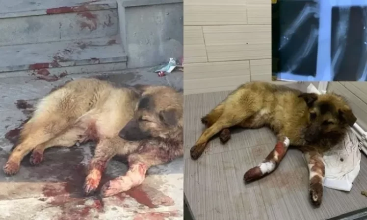 Brutal Slaughter of Animals Occurs in Yerevan and Regions