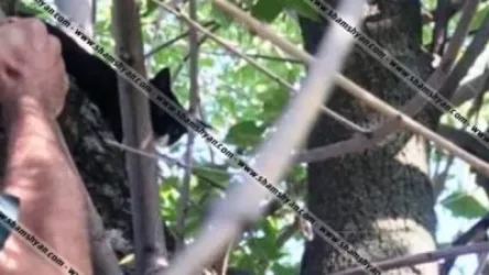 Վարժեցված կատվին Սևանի գաղութի տարածք մտնելիս բռնել են. նրա վզկապում հայտնաբերել են մեծ քանակությամբ թմրանյութ