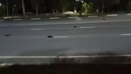 Սարատովի մոտակայքում գտնվող ճանապարհին հայտնաբերվել են տասնյակ սատկած թռչուններ