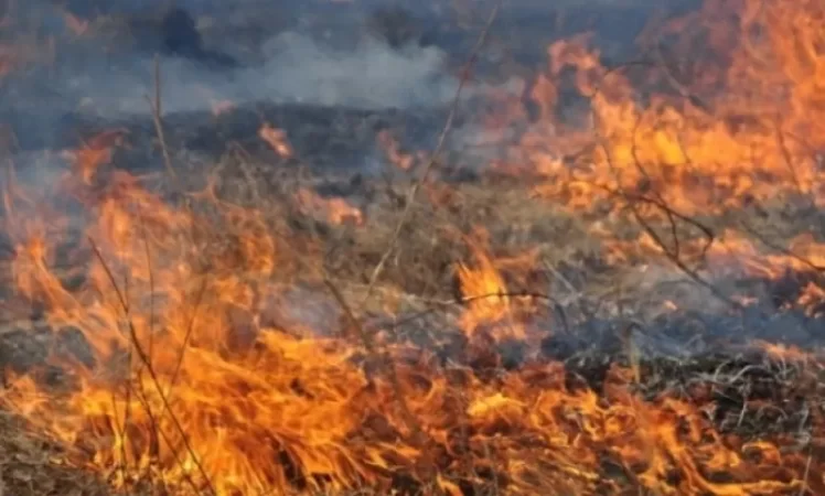 ՊՆ փոխգնդապետը 9 հա մշակված դաշտ է այրել․ «Ժողովուրդ»