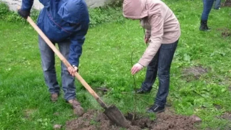 Երևանի մի քանի վարչական շրջաններում տնկիներ են ոչնչացվել