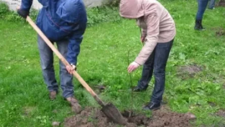 Երևանի մի քանի վարչական շրջաններում տնկիներ են ոչնչացվել