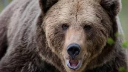 Արենիում արջը ընտանի կենդանիների է վնասել