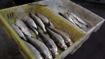 Հայաստանից Ռուսաստան 7200 տոննա ձուկ է արտահանվել. ՍԱՏՄ