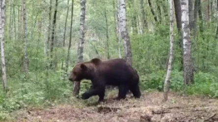 ՏԵՍԱՆՅՈՒԹ. Մեկ դար անց առաջին անգամ Չեռնոբիլում արջեր են հայտնվել