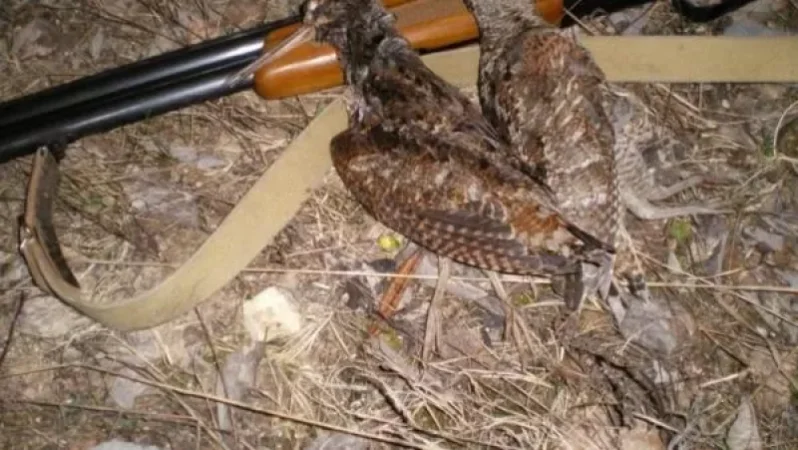 Վարսեր գյուղի հարակից որսահանդում թույլատրելից շատ լոր են որսացել. ԲԸՏՄ