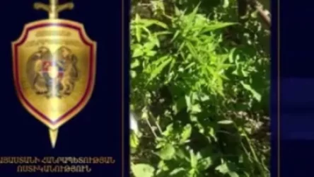 ՏԵՍԱՆՅՈՒԹ. Հանգուցյալի տան ջերմոցում կանեփ է հայտնաբերվել. ցանել էր անձնական կարիքների համար