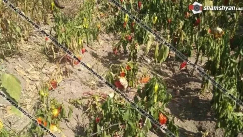 Լարված իրավիճակ Սյունիքի մարզում.  սահմանապահ բնակիչների այգիներն ամբողջովին չորացել են