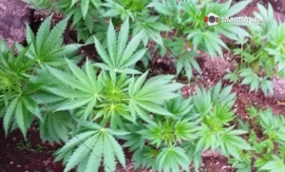 73–ամյա քաղաքացու ջերմոցում հայտնաբերվել է 13 կգ-ից ավելի կանեփ