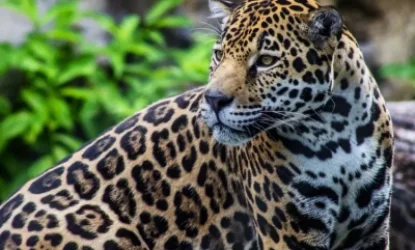 Ընձառյուծ որսացողները կտուգանվեն 100 մլն դրամով