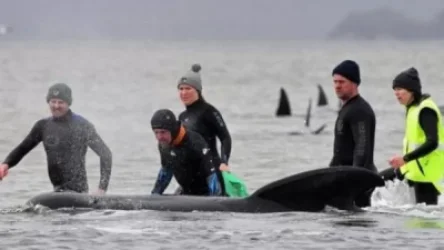 Ավստրիալիայում փրկարարները ծով են բաց թողել 108 փրկված կետի