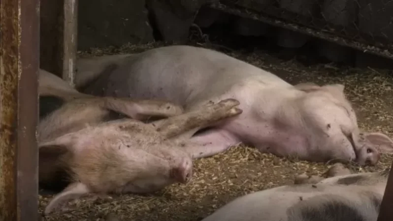 Խոզերի անկում Շիրակի մարզում