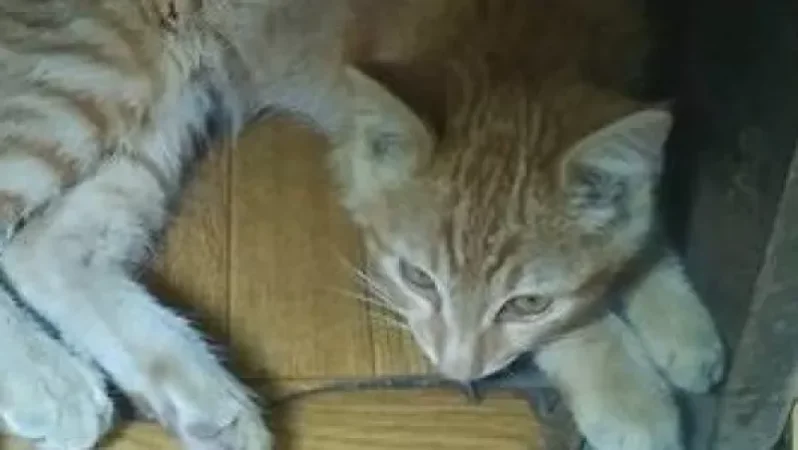 VIDEO: Cat and Argument on Route 46 Public Transport