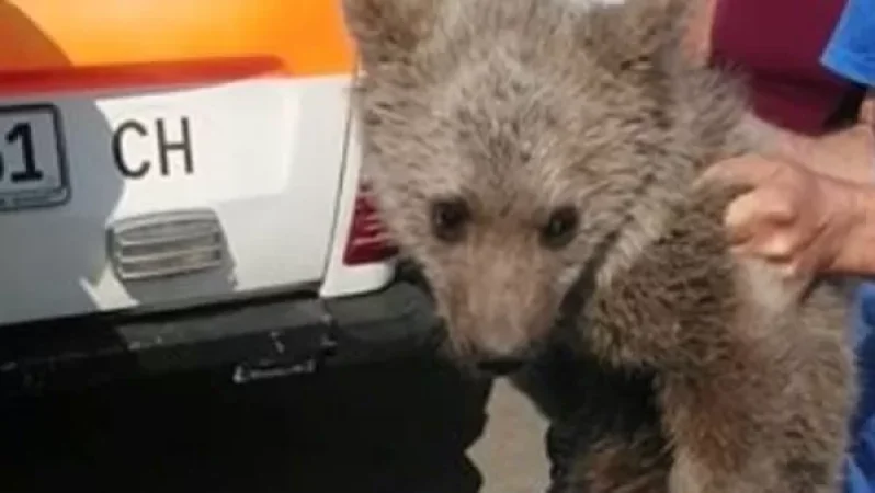 Գորշ արջին Հրազդանից տեղափոխել են  Երևանի կենդանաբանական այգի