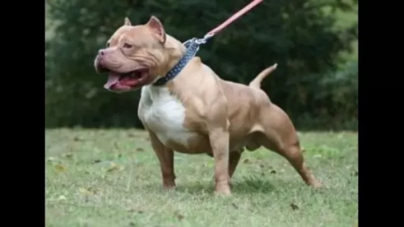 Նորագավիթում պիտբուլը բակ է մտել. Տանտերերը փրկարարներ են կանչել